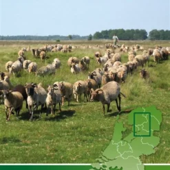 Kop Van Overijssel Radkarte Mit Knotenpunkten 1:100.000, ANWB Bl. 06